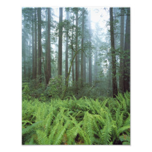 USA, Kalifornien, Redwood NP. Ormbunkar och Fototryck