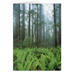 USA, Kalifornien, Redwood NP. Ormbunkar och Hälsningskort