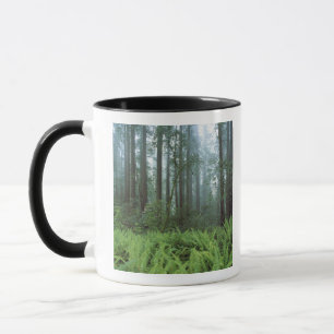 USA, Kalifornien, Redwood NP. Ormbunkar och Mugg