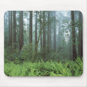 USA, Kalifornien, Redwood NP. Ormbunkar och Musmatta