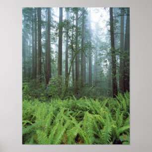 USA, Kalifornien, Redwood NP. Ormbunkar och Poster
