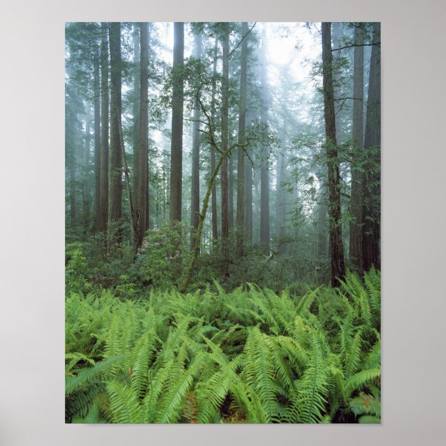 USA, Kalifornien, Redwood NP. Ormbunkar och Poster (Framsidan)