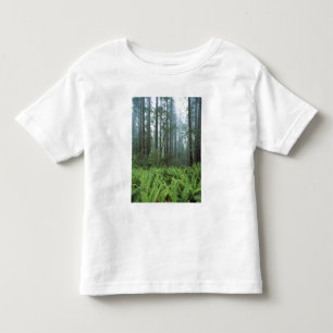 USA, Kalifornien, Redwood NP. Ormbunkar och Tee