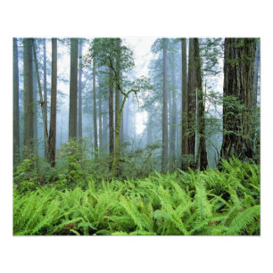 USA, Kalifornien, Redwood NP. Redwood-träd Fototryck
