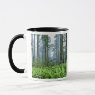 USA, Kalifornien, Redwood NP. Redwood-träd Mugg