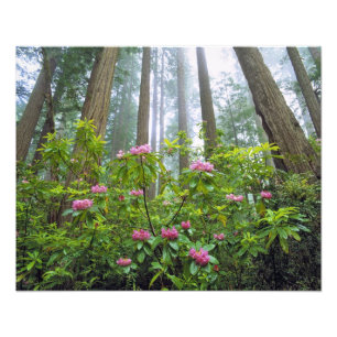 USA, Kalifornien, Redwood NP. Rhododendron Fototryck