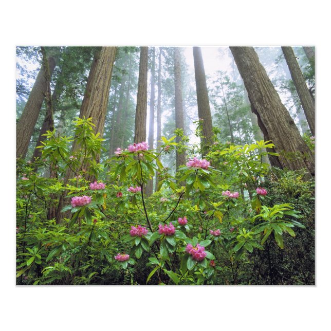 USA, Kalifornien, Redwood NP. Rhododendron Fototryck (Framsidan)