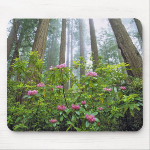 USA, Kalifornien, Redwood NP. Rhododendron Musmatta