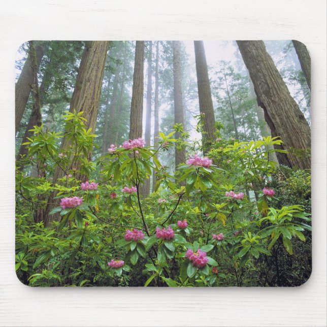 USA, Kalifornien, Redwood NP. Rhododendron Musmatta (Framsidan)