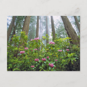 USA, Kalifornien, Redwood NP. Rhododendron Vykort