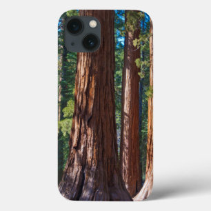 USA, Kalifornien. Redwood Träd Trunks, Mariposa