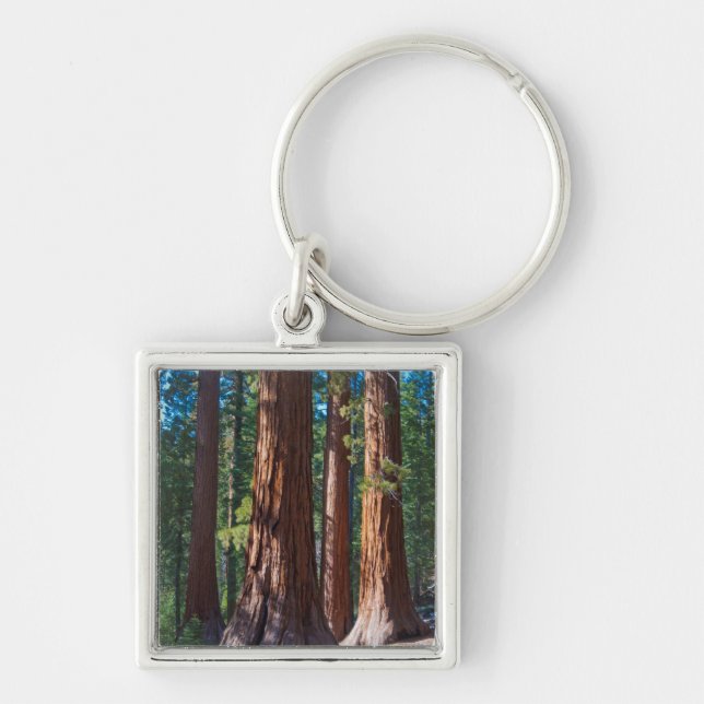 USA, Kalifornien. Redwood Träd Trunks, Mariposa Fyrkantig Silverfärgad Nyckelring (Framsidan)