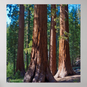 USA, Kalifornien. Redwood Träd Trunks, Mariposa Poster