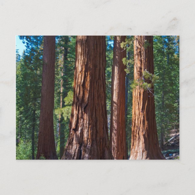 USA, Kalifornien. Redwood Träd Trunks, Mariposa Vykort (Framsida)