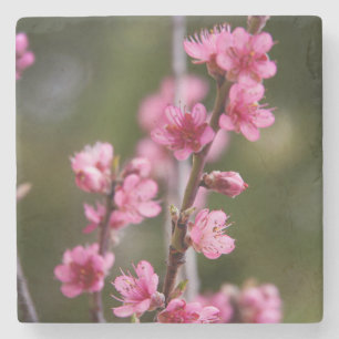 USA, Kalifornien. Rosa Blommor På Ett Träd Stenunderlägg