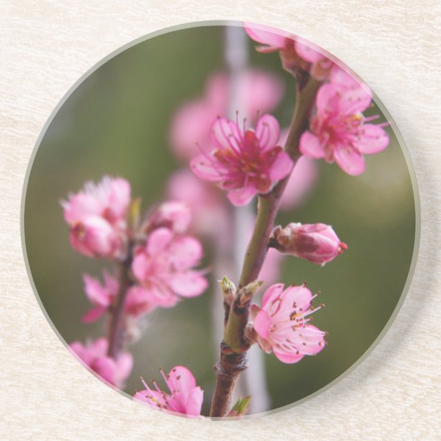 USA, Kalifornien. Rosa Bloom på Träd Underlägg Sandsten (Framsidan)