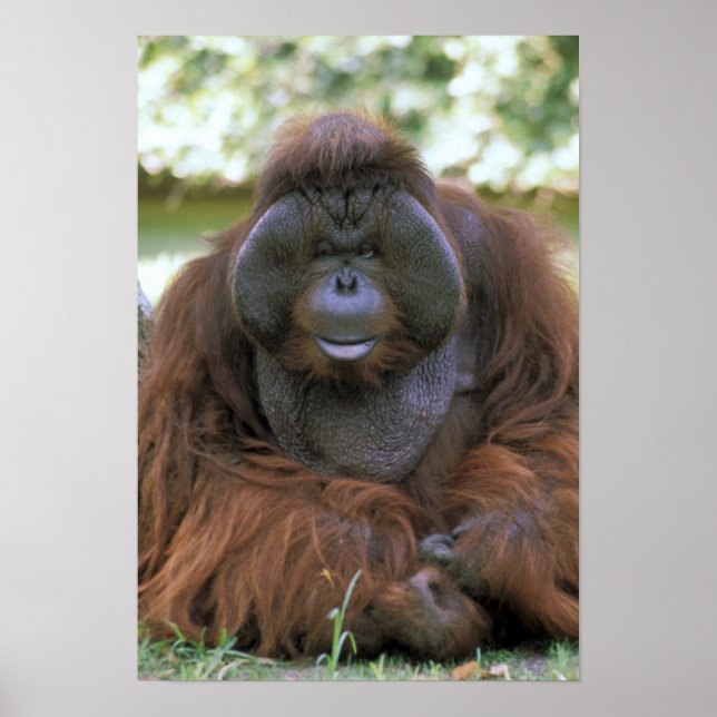 USA, Kalifornien, San Diego Zoo. Fungerande Poster (Framsidan)
