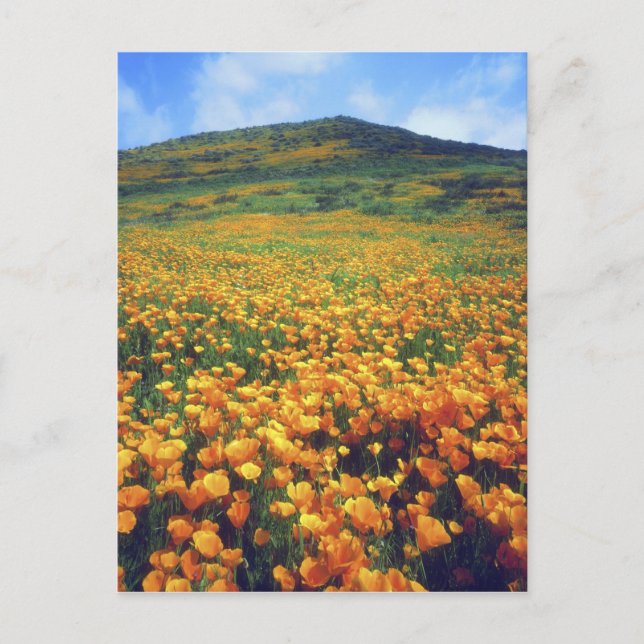 USA, Kalifornien, Sjö Elsinore. Kalifornien Vykort (Framsida)