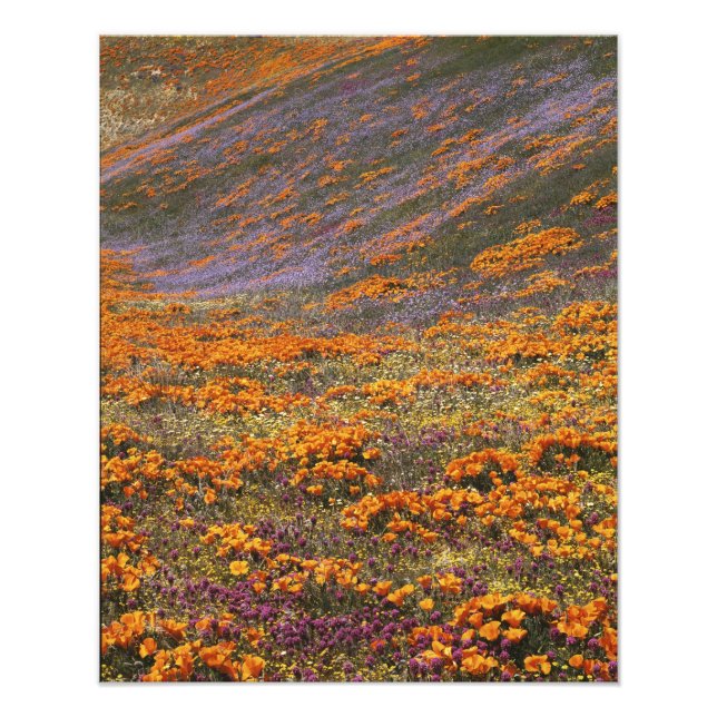 USA, Kalifornien, Tehachapi Mountains, 2 Fototryck (Framsidan)