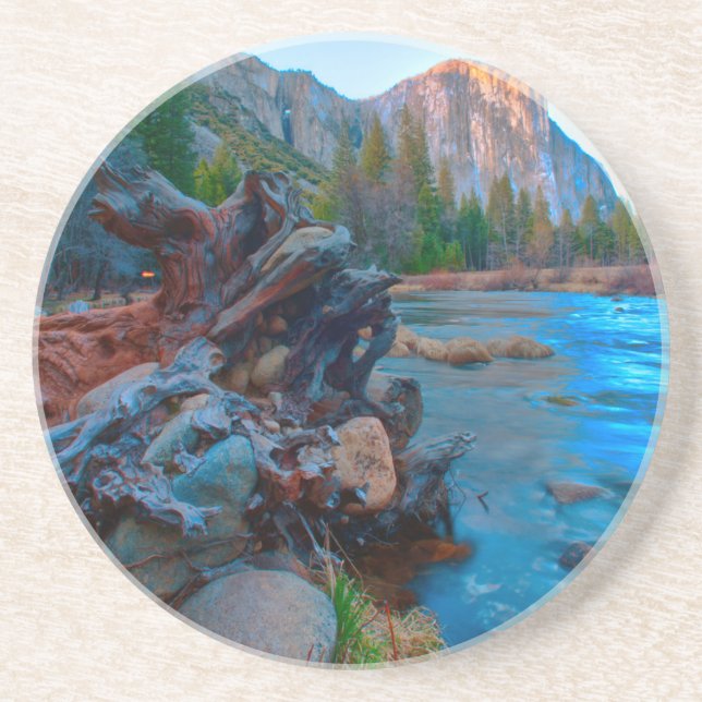 USA, Kalifornien. Träd roten i den sammanslagna fl Underlägg (Framsidan)