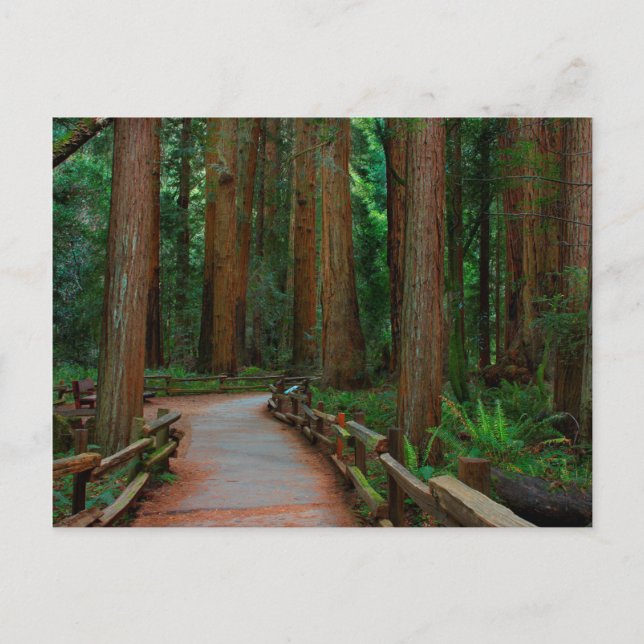 USA, Kalifornien. Väg bland Redwood i Muir Vykort (Framsida)