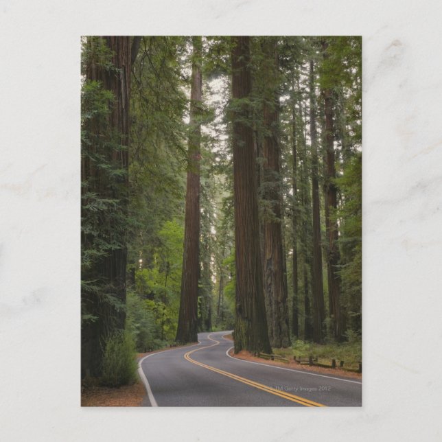 USA, Kalifornien, väg genom Redwood Forest 2 Vykort (Framsida)