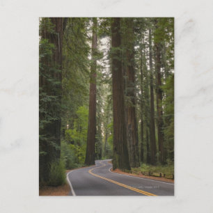 USA, Kalifornien, väg genom Redwood Forest 2 Vykort