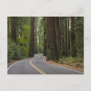 USA, Kalifornien, väg genom Redwood-skogen Vykort