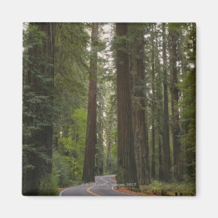 USA Kalifornien, väg till och med redwoodträdsko Magnet