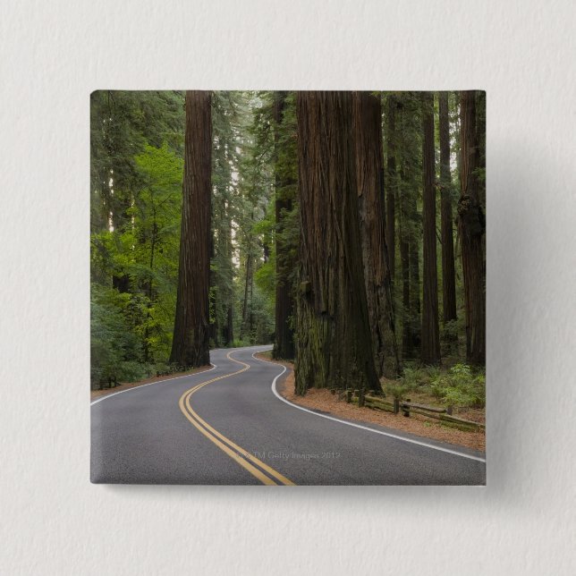 USA Kalifornien, väg till och med redwoodträdskog Knapp (Framsida)