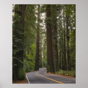 USA Kalifornien, väg till och med redwoodträdskog Poster