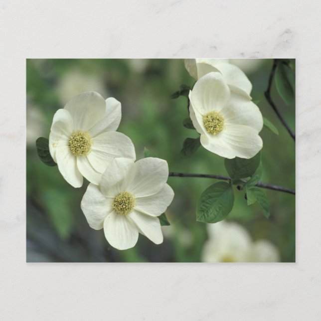 USA, Kalifornien, Yosemite NP, längs Merced Vykort (Framsida)