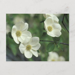 USA, Kalifornien, Yosemite NP, längs Merced Vykort