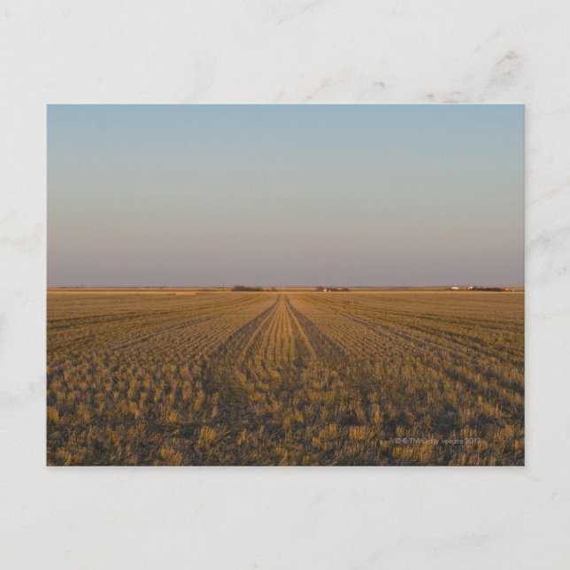 USA, Kansas, fält Vykort (Framsida)