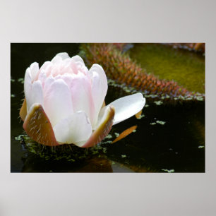 USA, Kansas, Ljusa rosa Vatten Lilly Blooming Poster
