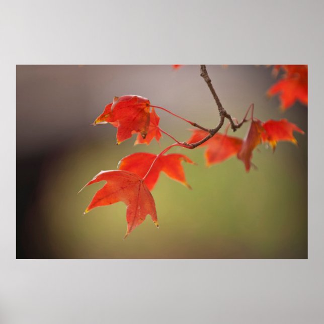 USA, Kansas, Red Löv i Tidigt Fall Poster (Framsidan)