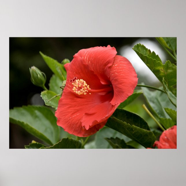 USA, Kansas, Röd Hibiskus Poster (Framsidan)