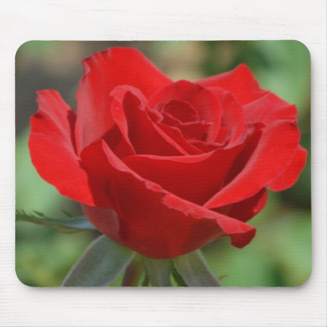 USA, Kansas, Röda rosor Musmatta (Framsidan)