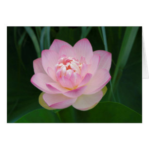 USA, Kansas, Rosa Näckros Hälsningskort