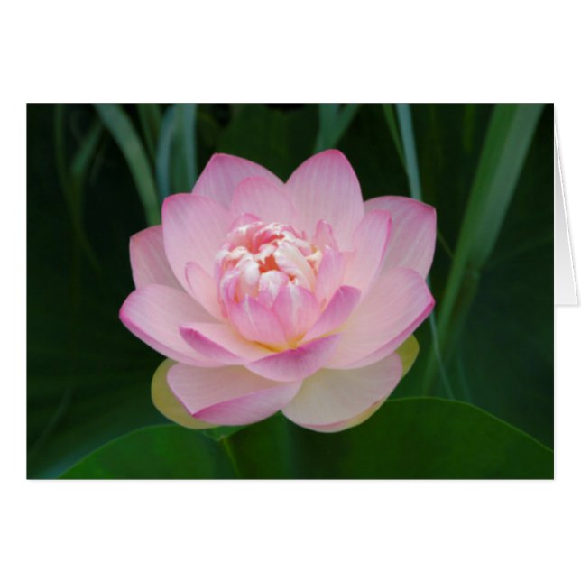 USA, Kansas, Rosa Näckros Hälsningskort (Framsidan Horizontal)