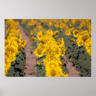 USA, Kansas. Solblommor (Helianthus Årus) Poster