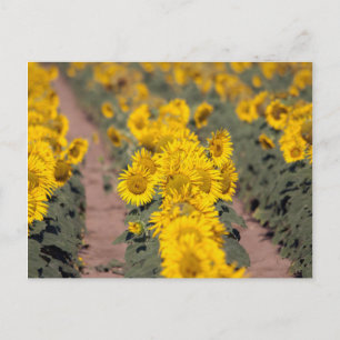 USA, Kansas. Solros (Helianthus Annuus) Vykort