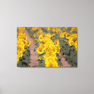 USA, Kansas. Solrosor (Helianthus Annuus) Canvastryck