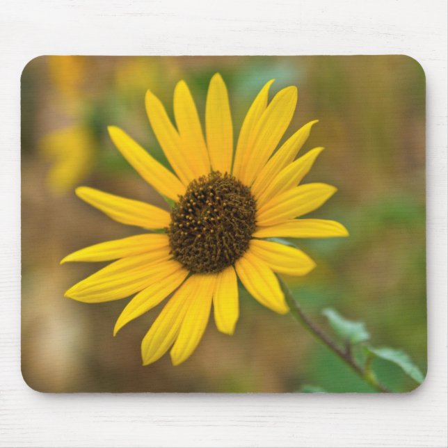 USA, Kansas. Vild Solros Musmatta (Framsidan)