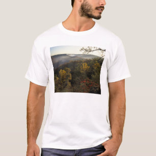USA, Kentucky. Daniel Boone nationalskog. Tee
