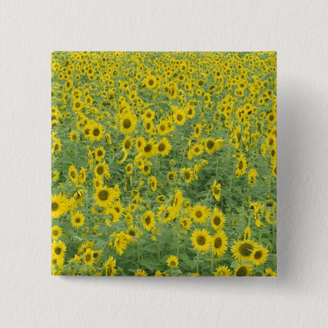 USA, Kentucky, Fayette County Mönster i fält Knapp (Framsida)