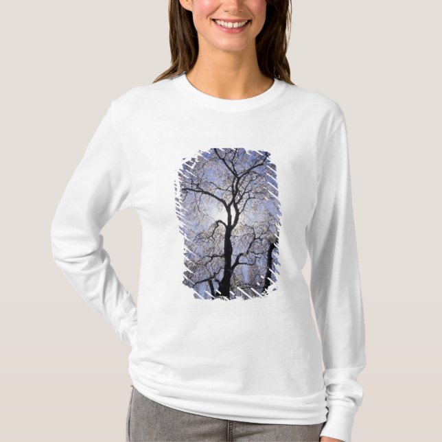 USA, Kentucky, Lexington. Bakgrundsbelyst träd och T-shirt (Framsida)