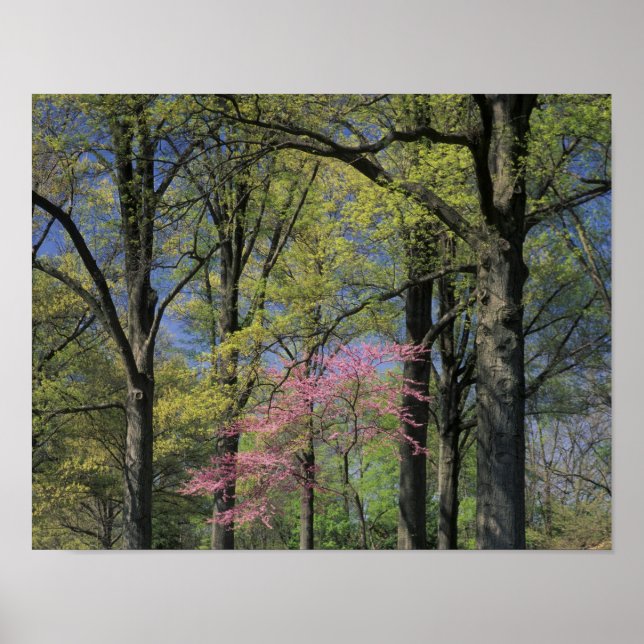 USA, Kentucky, Louisville. Östra Redbud Poster (Framsidan)