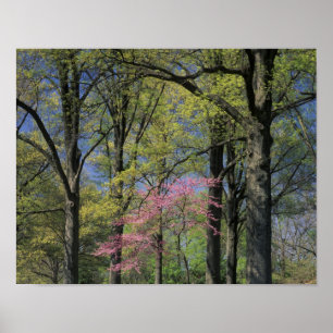 USA, Kentucky, Louisville.Östra Redbud Poster