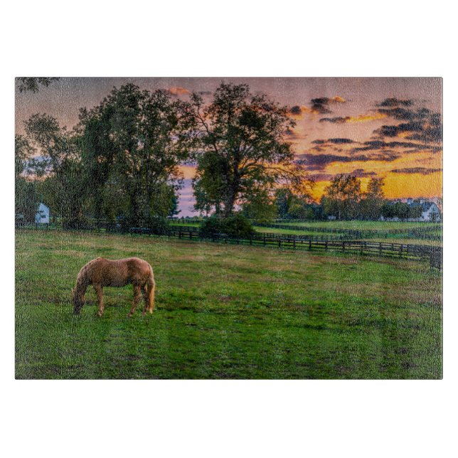 USA, Lexington, Kentucky. Ensam häst vid solnedgån (Framsidan)